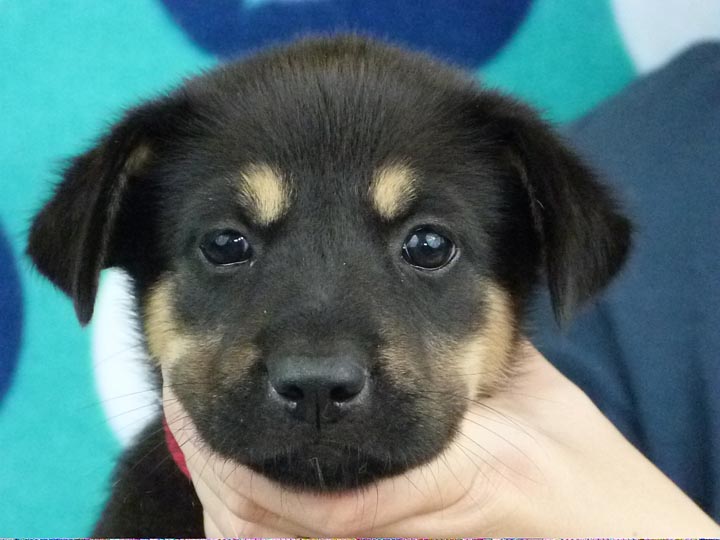 chinook puppy